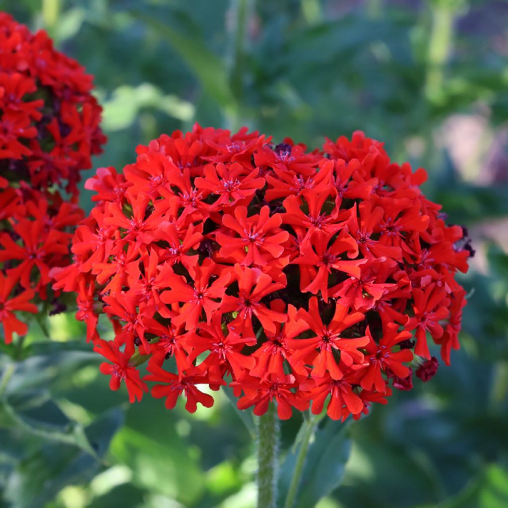 Lychnis chalcedonica Croix de Malte