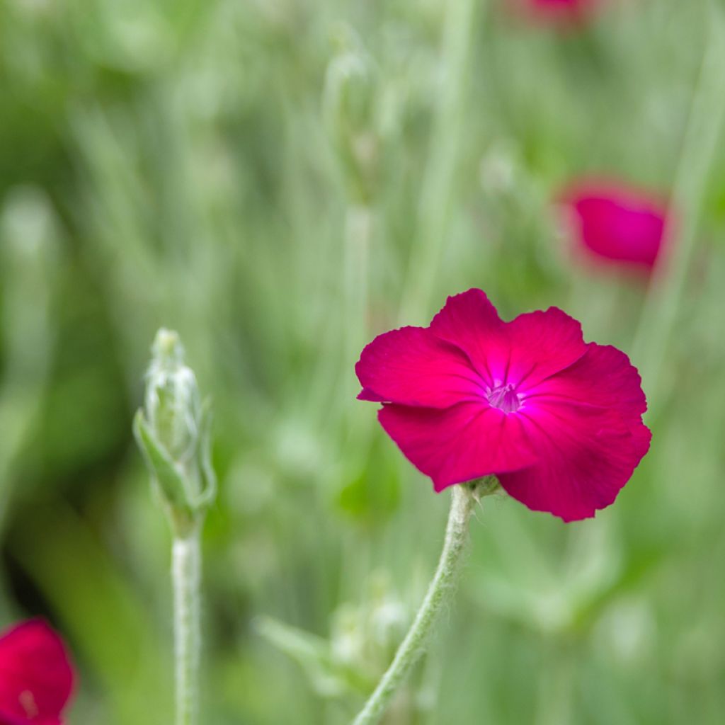 Lychnis coronaria Atrosanguinea - Coquelourde des Jardins