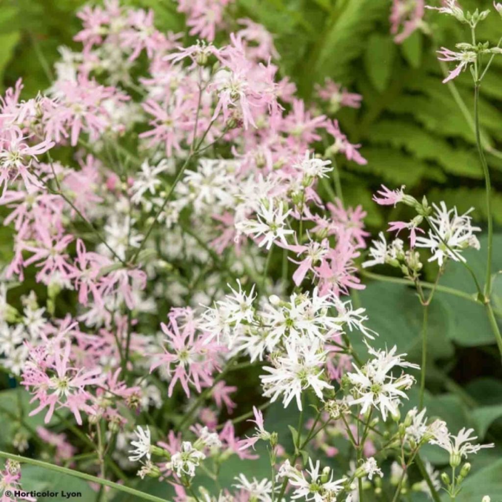 Lychnis flos-cuculi - illet des près