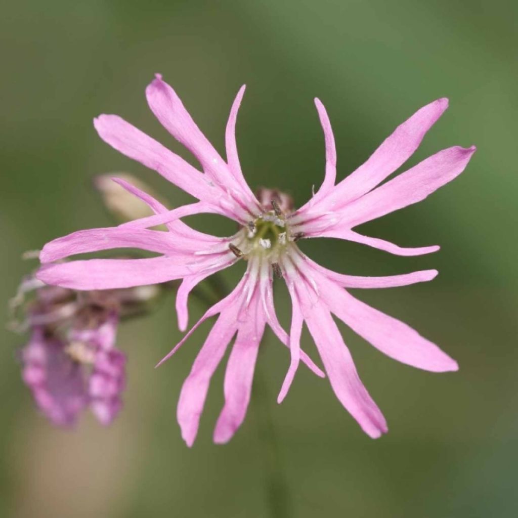 Lychnis flos-cuculi - illet des près