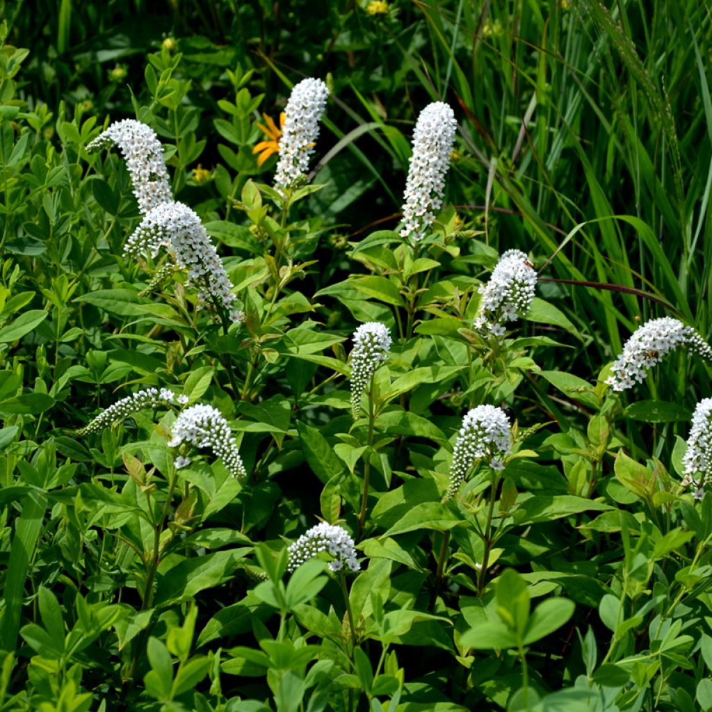 Lysimachia clethroïdes - Lysimaque de chine