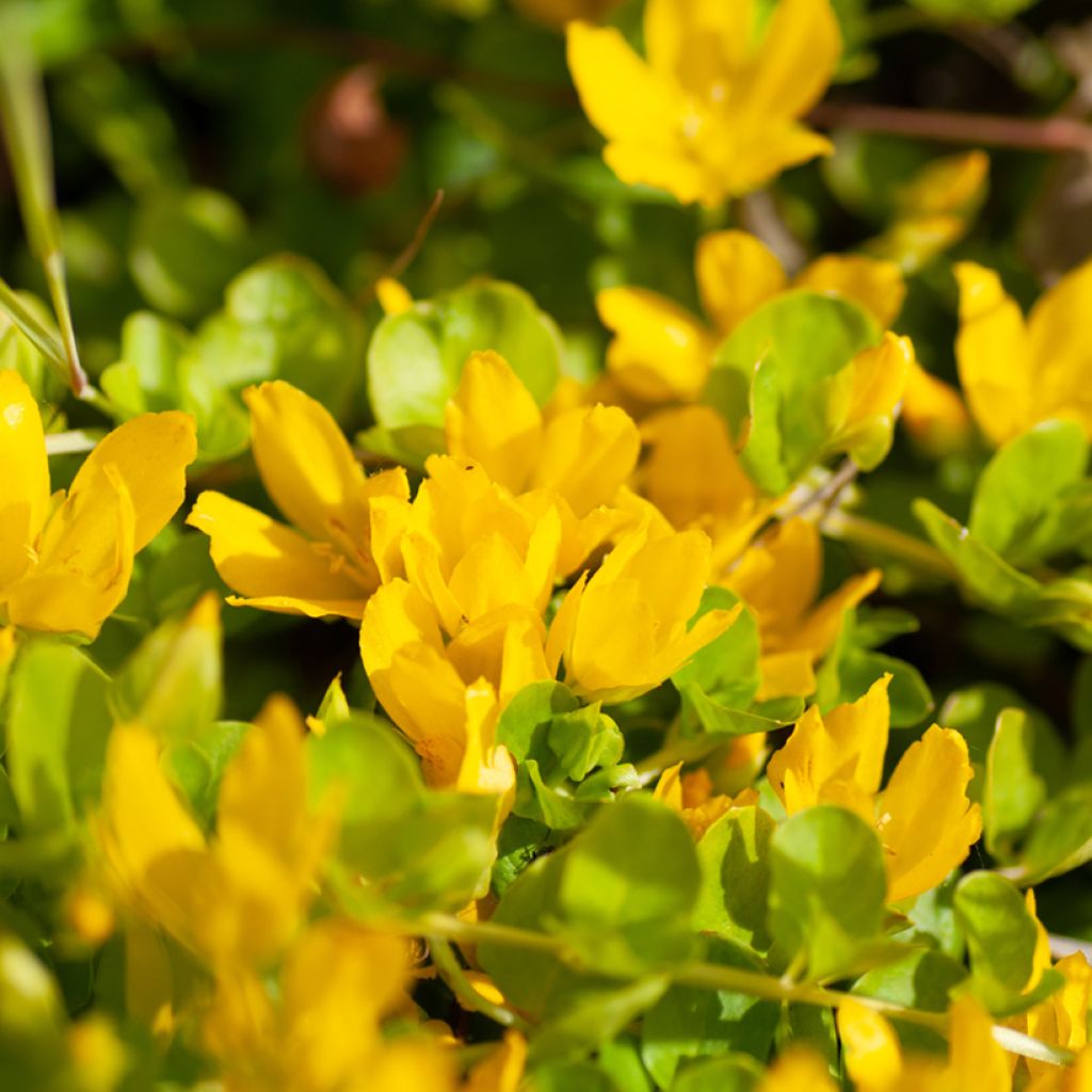 Lysimachia nummularia Goldilocks - Herbe aux écus