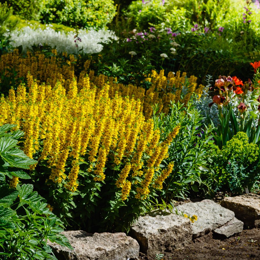Lysimachia punctata - Lysimaque ponctuée