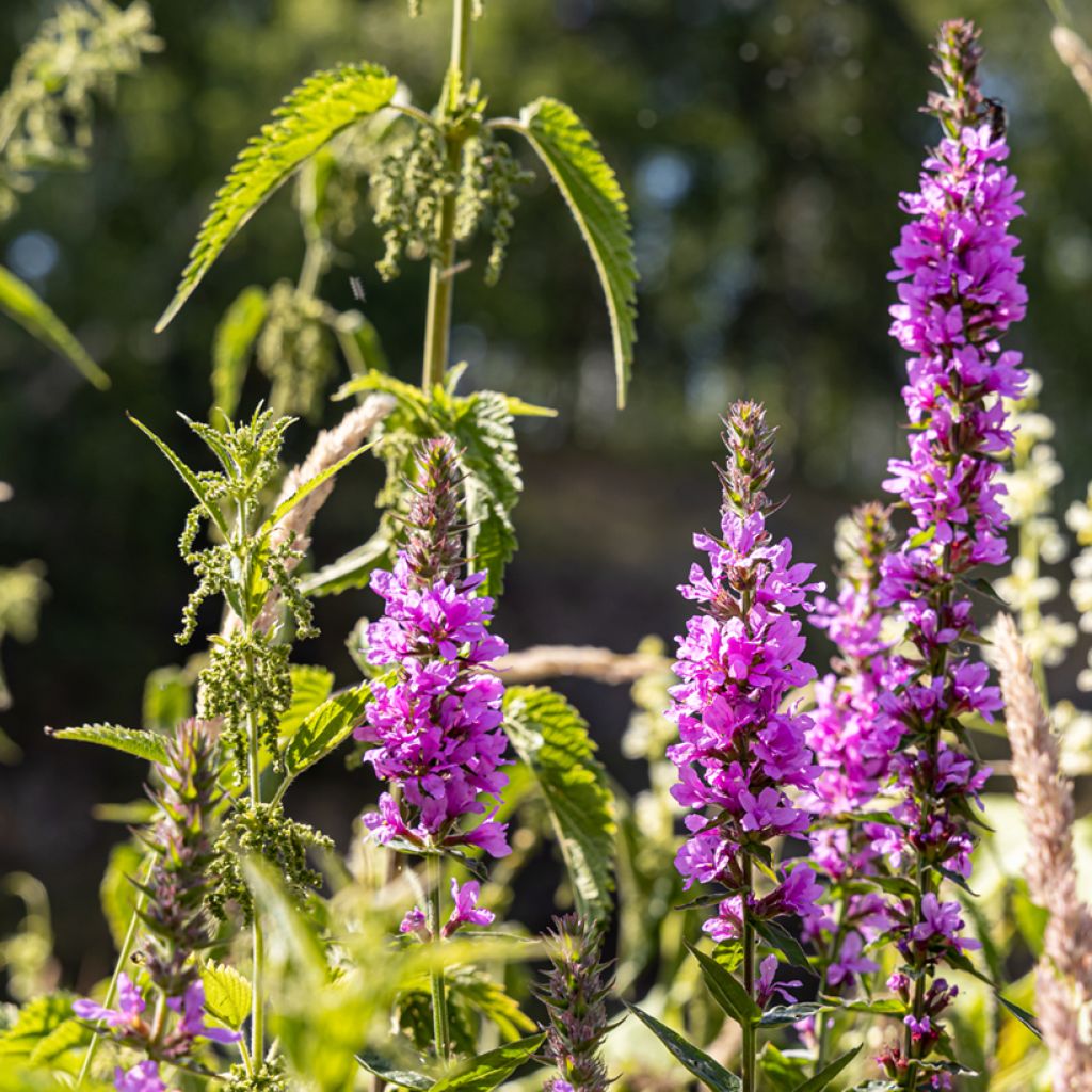 Lythrum salicaria Robert - Salicaire commune