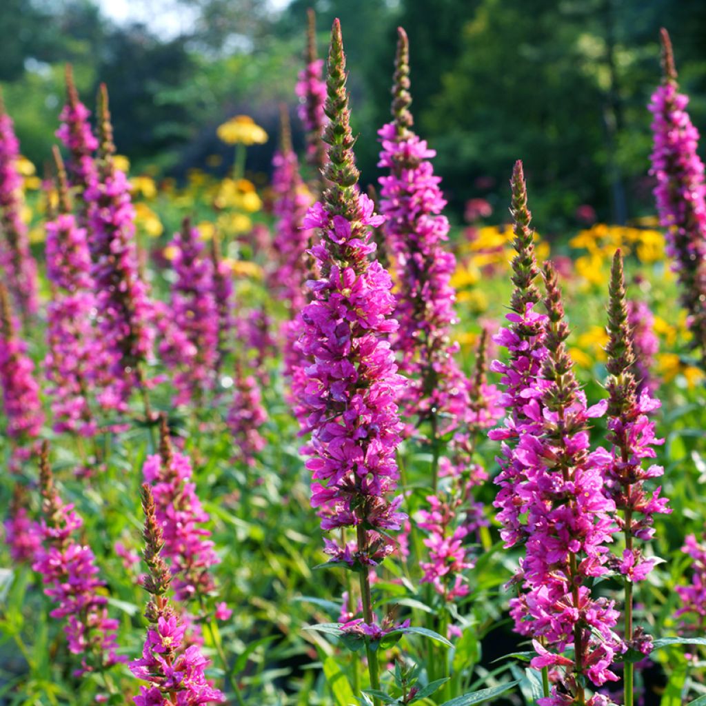 Lythrum salicaria Robert - Salicaire commune