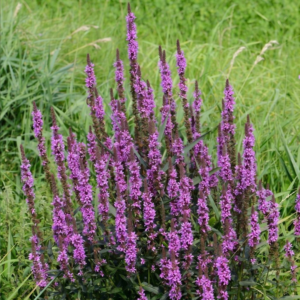 Lythrum Luminara Lilac - Salicaire 