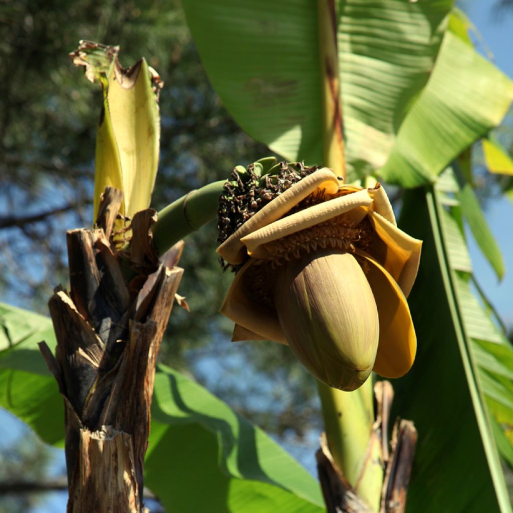 Musa x paradisiaca Dwarf Orinoco - Bananier nain fruitier