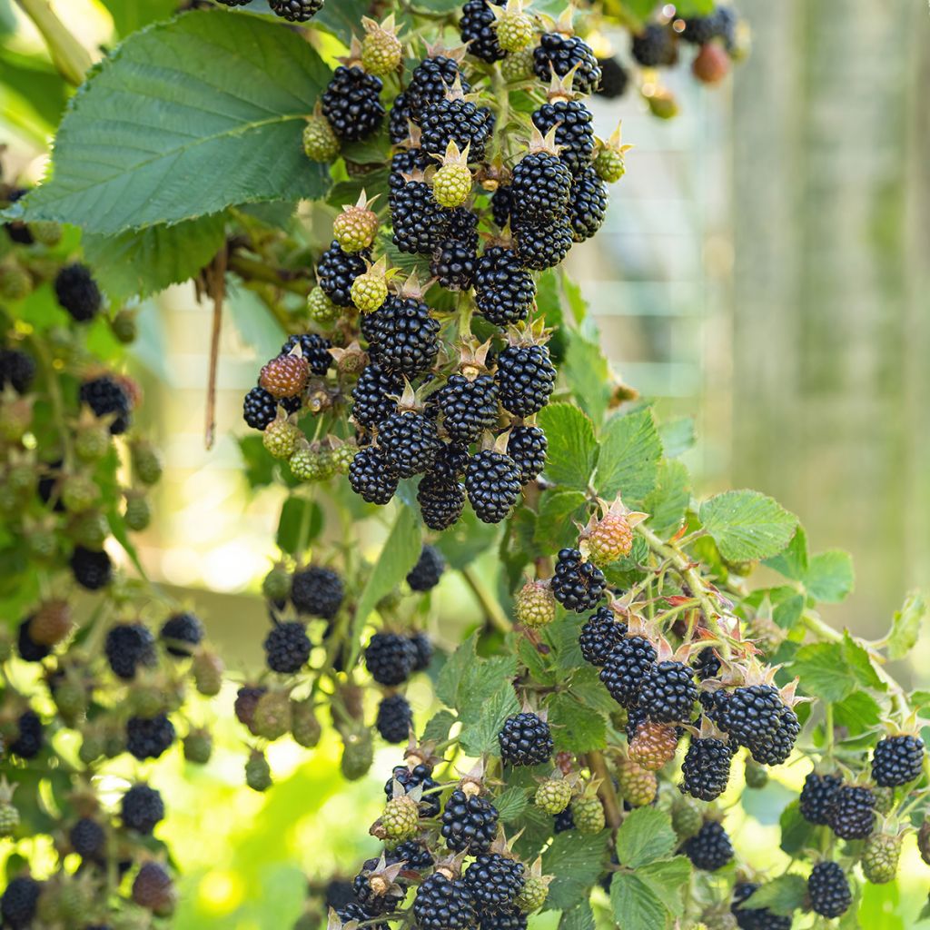 Amora-silvestre Reuben