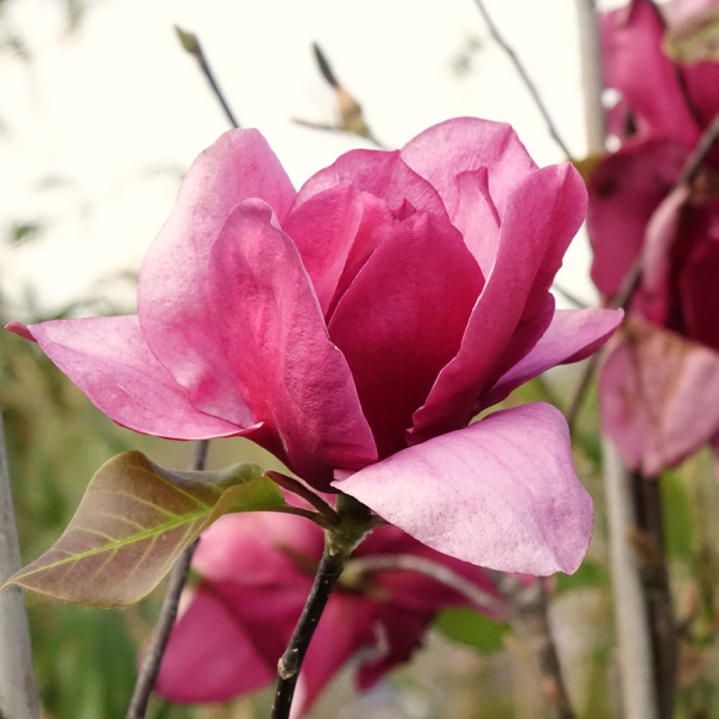 Magnolia soulangeana Emperor