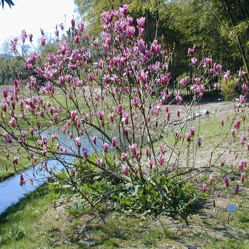 Magnolia liliflora Nigra