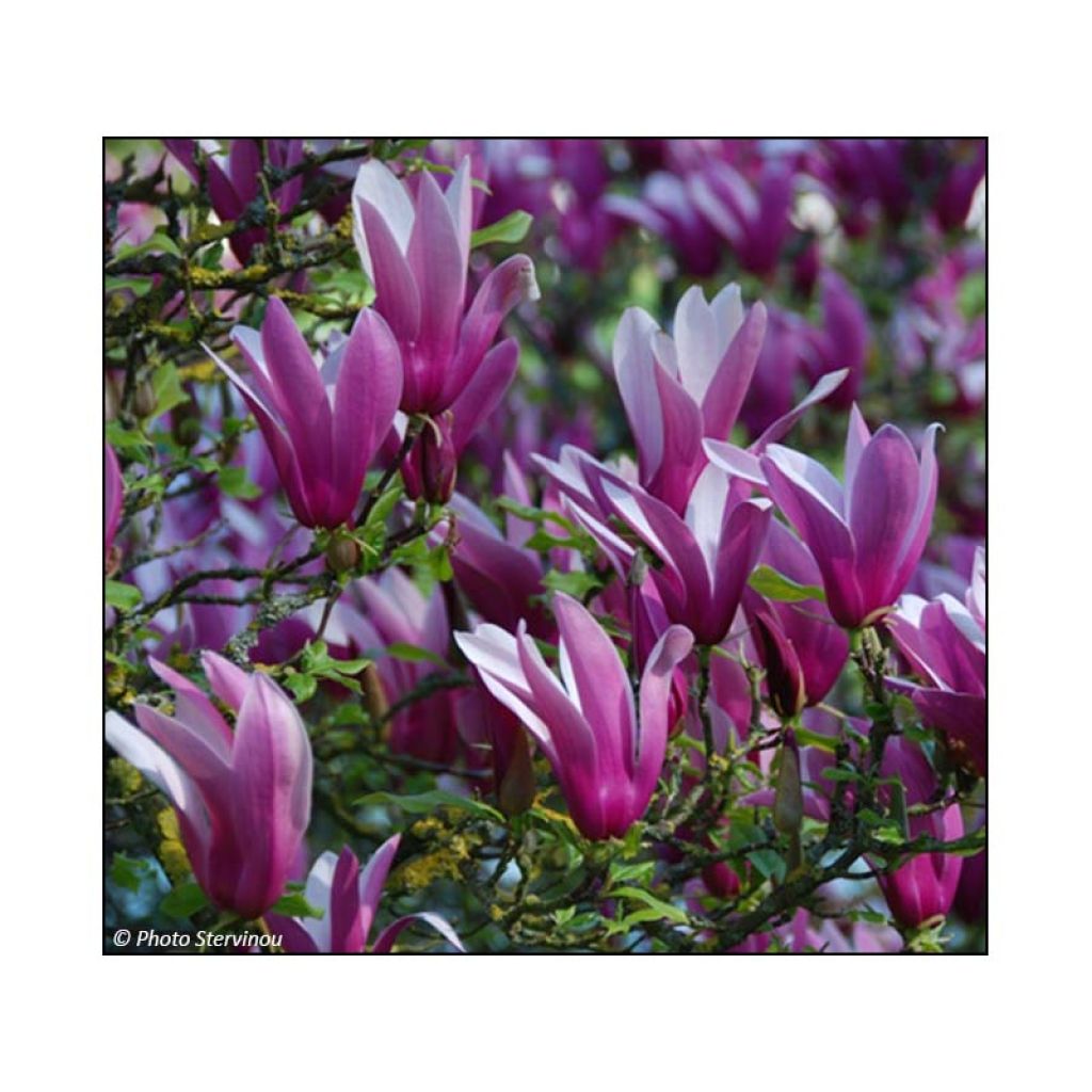 Magnolia liliflora Nigra