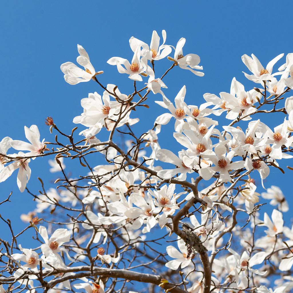 Graines de Magnolia kobus