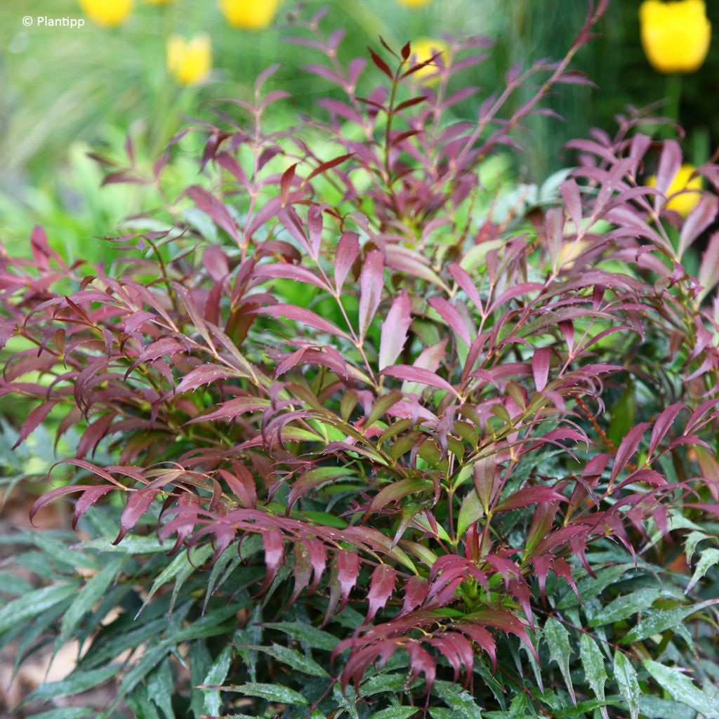 Mahonia Meteor