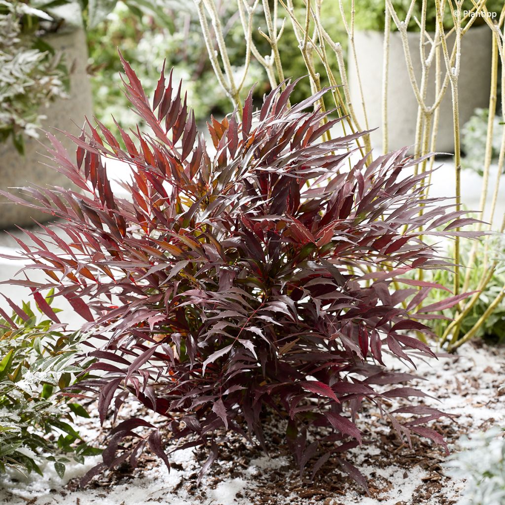 Mahonia Meteor