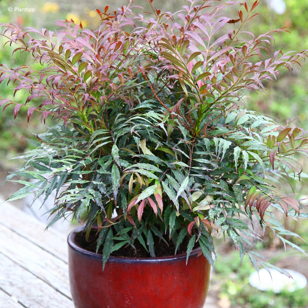 Mahonia Meteor