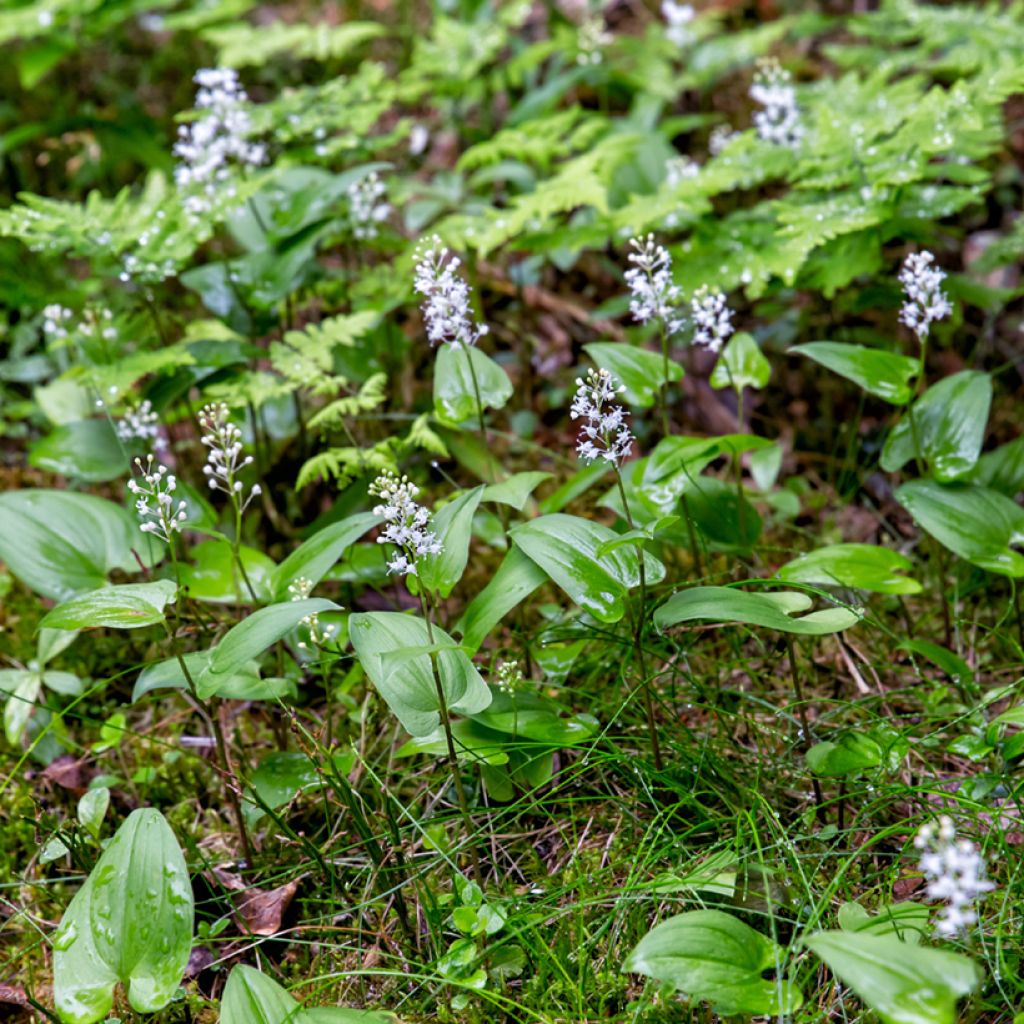 Maianthemum bifolium - Maianthème à deux feuilles
