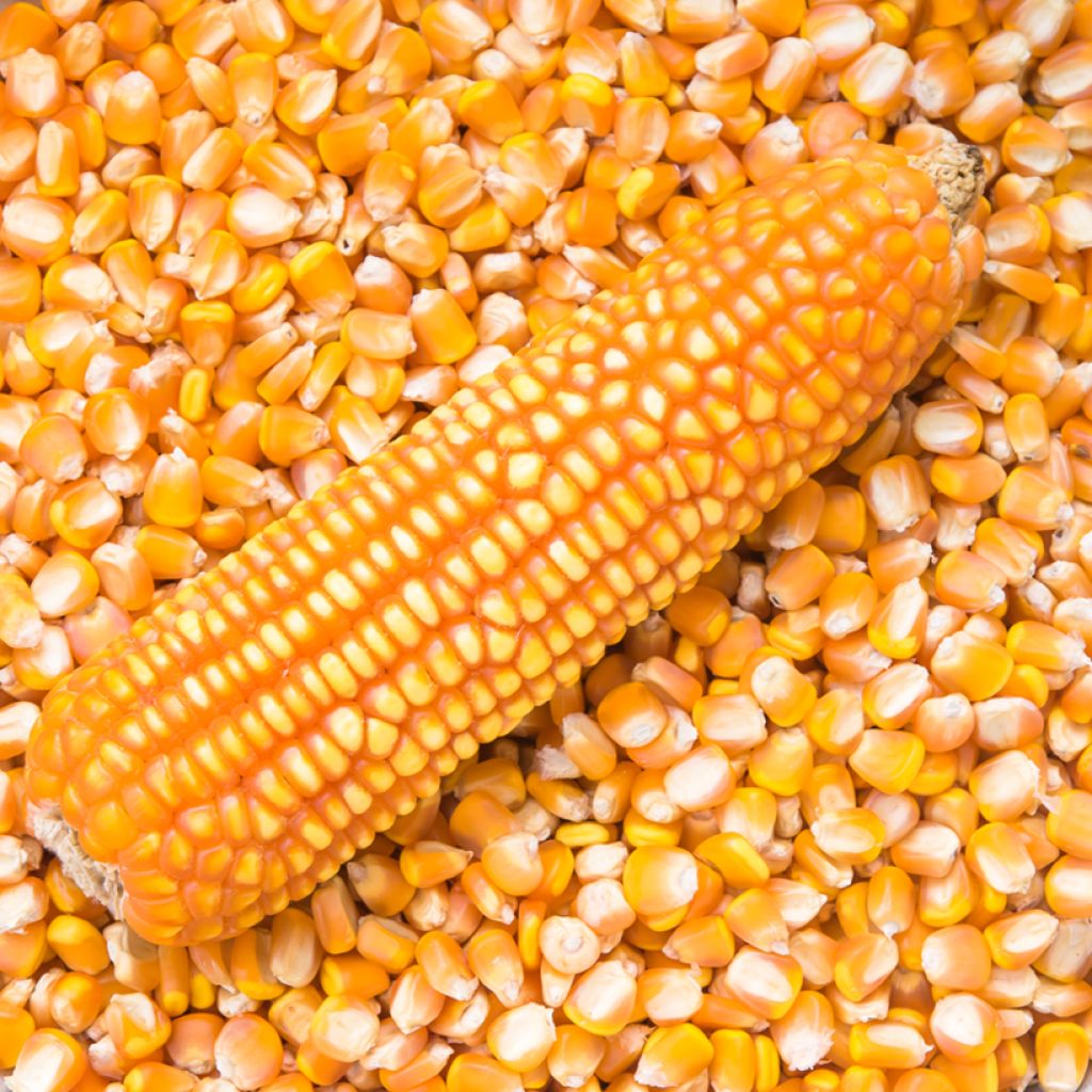 Maïs Pop-corn Tom Pouce Bio - Ferme de Sainte Marthe