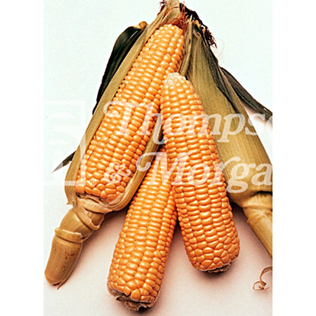 Maïs doux sucré Conquerer F1 - Zea mays