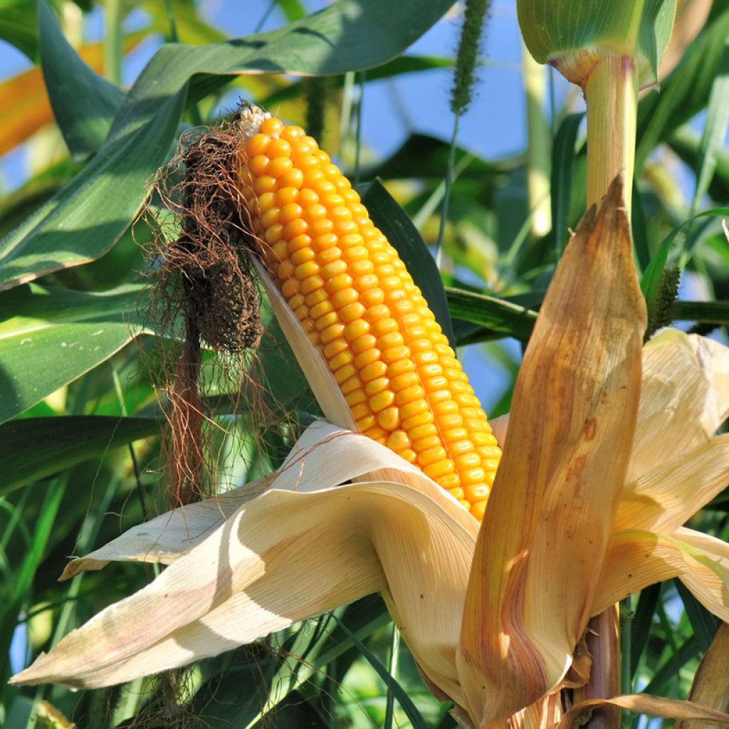Maïs doux sucré Lark F1 - Zea mays