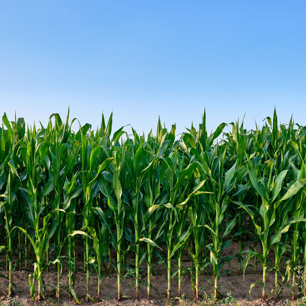 Milho forrageiro adubo verde - Zea mays
