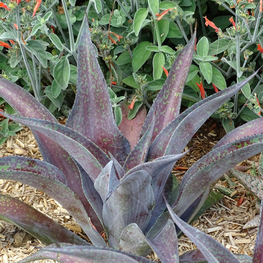 Mangave Mission to Mars