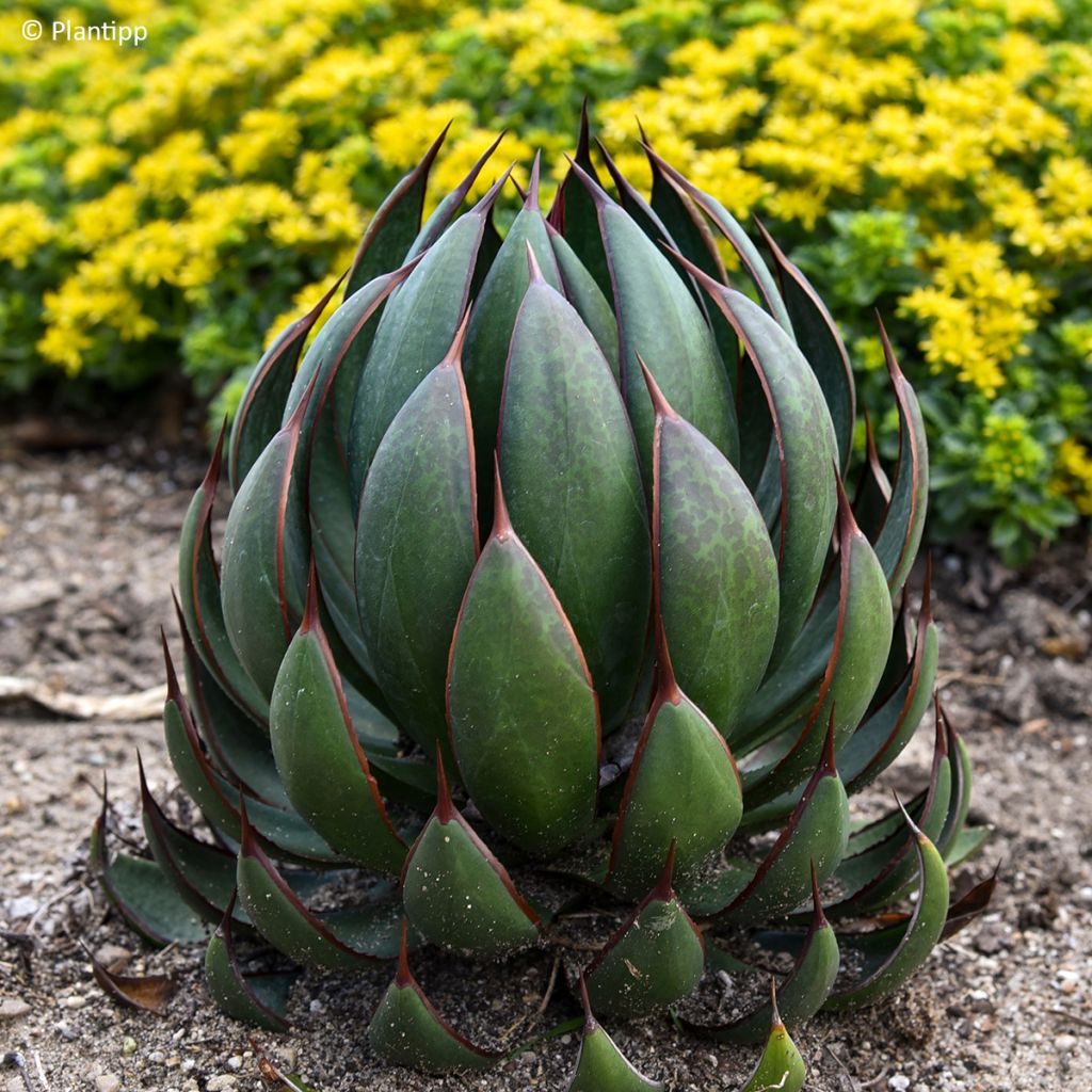 Mangave Praying Hands