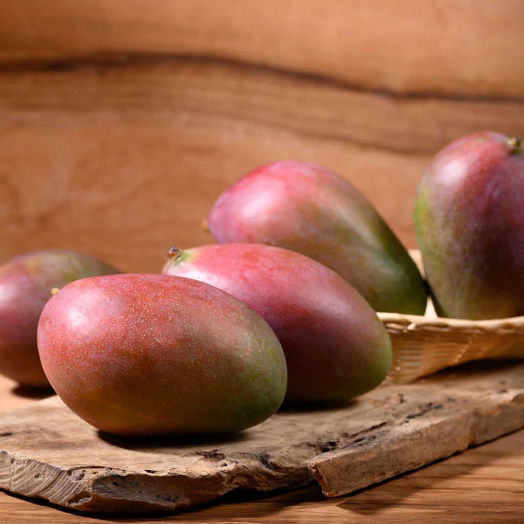 Manguier Palmer - Mangifera indica