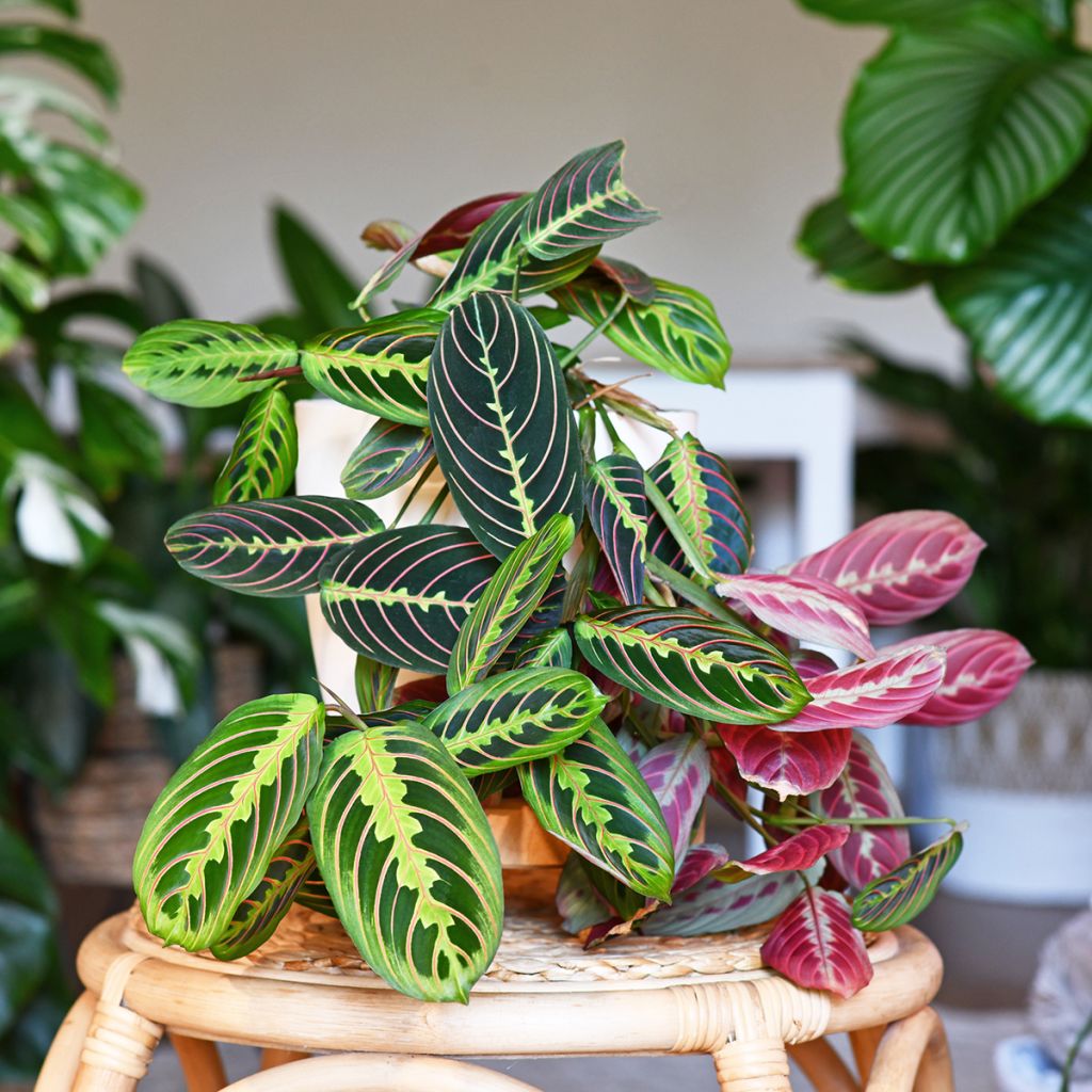Maranta Tricolor Fascinator - Plante qui prie