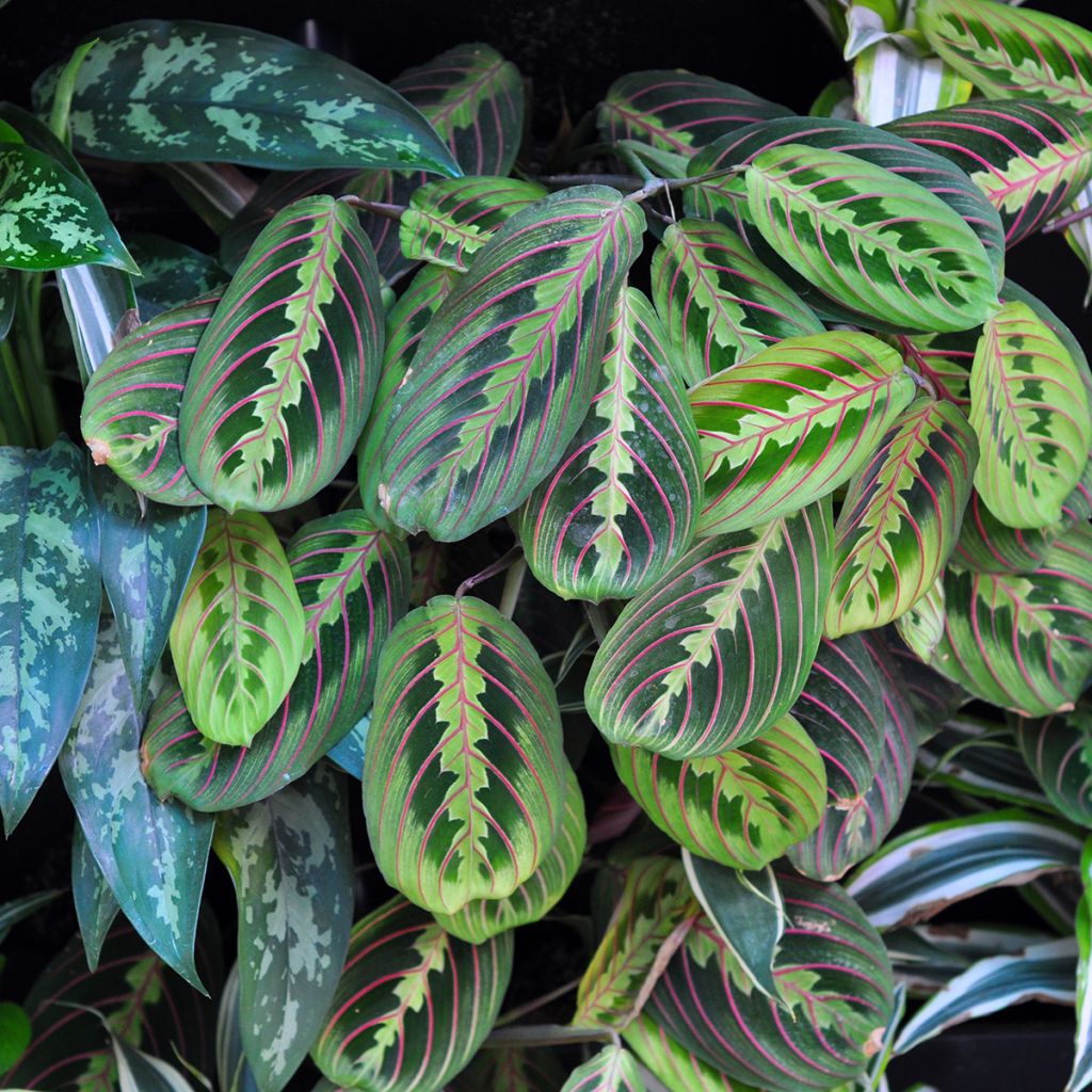 Maranta Tricolor Fascinator - Plante qui prie