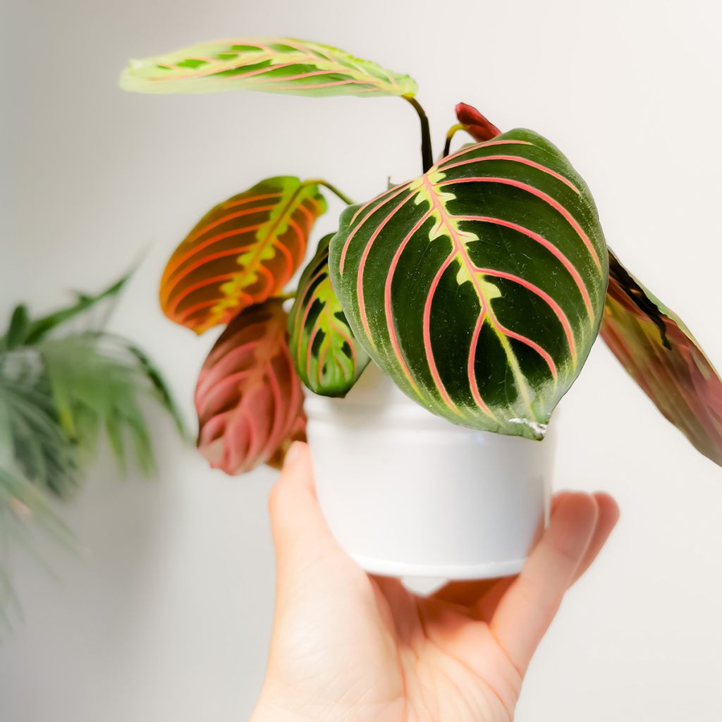Maranta Tricolor Fascinator - Plante qui prie