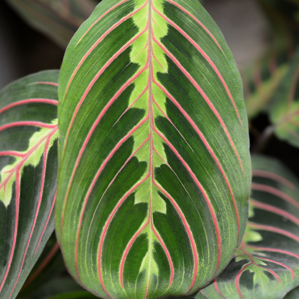 Maranta Tricolor Fascinator - Plante qui prie