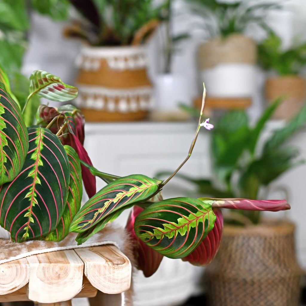 Maranta Tricolor Fascinator - Plante qui prie