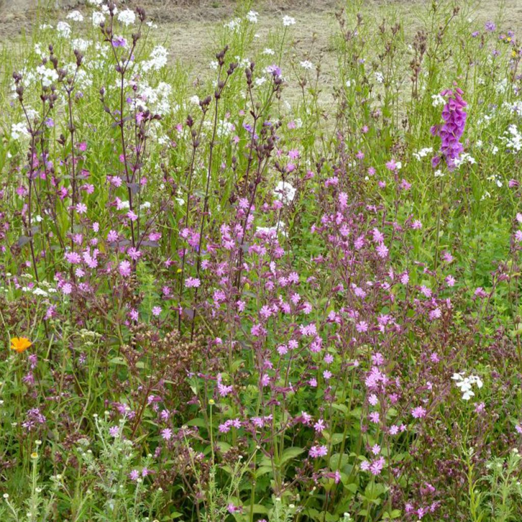 Mélange de fleurs sauvages Ombres & Lumières