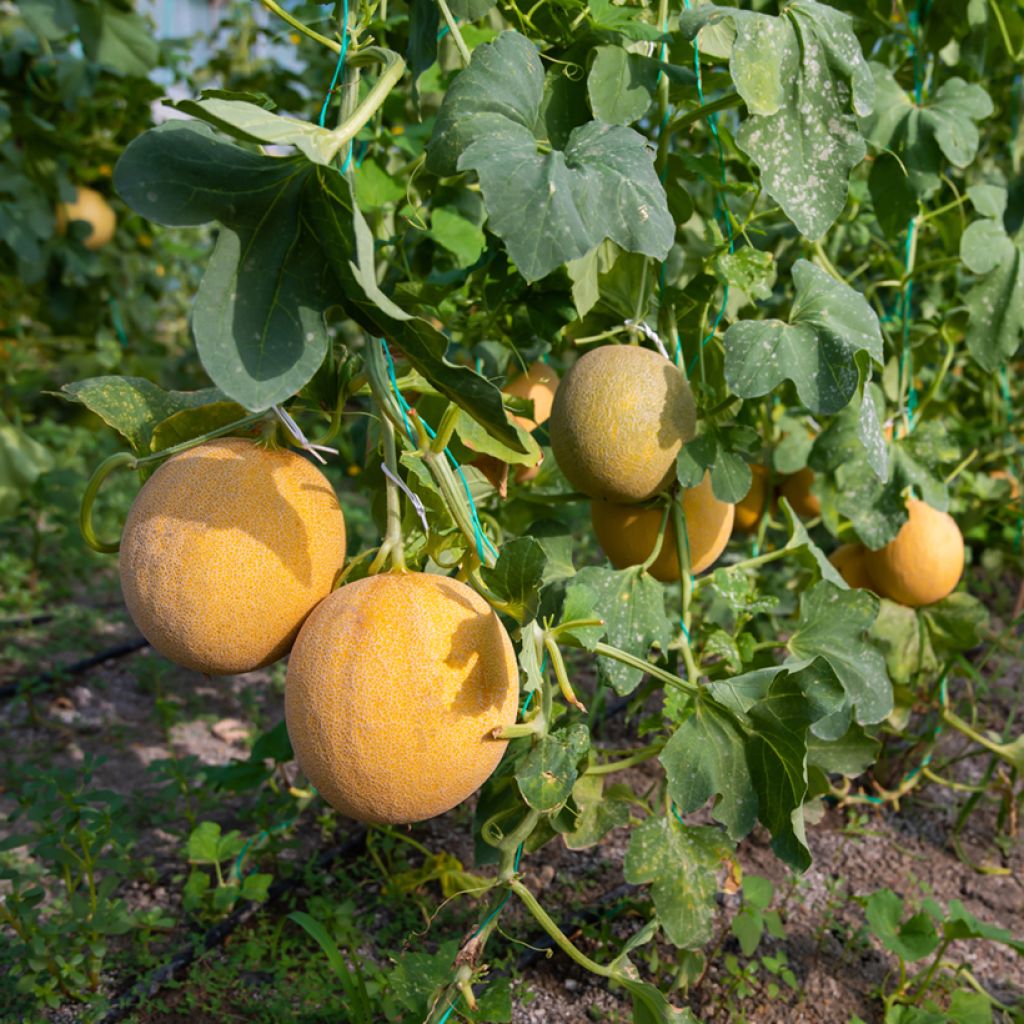 Melon Ogen