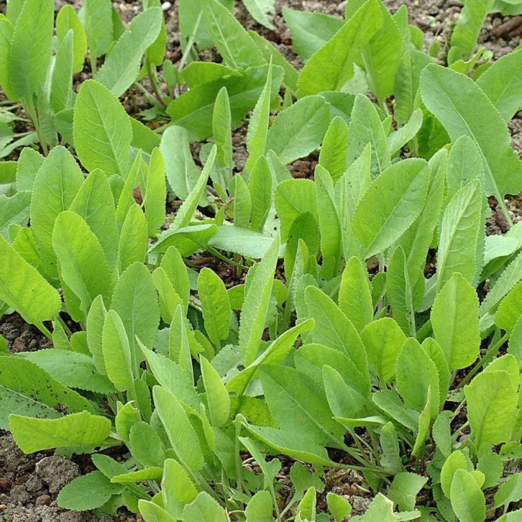 Menthe Coq - Tanacetum balsamita