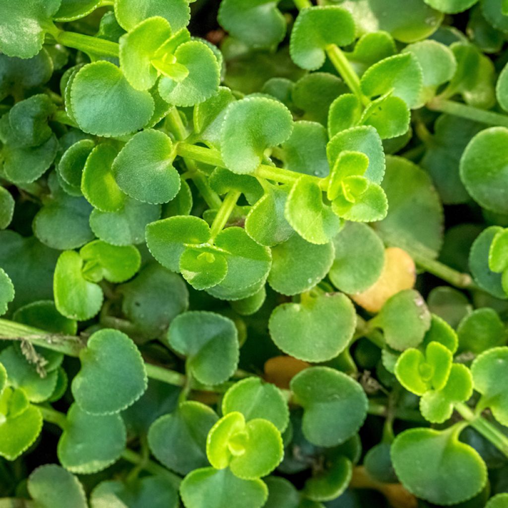 Menthe de Corse - Mentha requienii