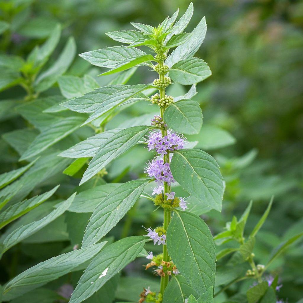 Menthe Thaï - Mentha arvensis