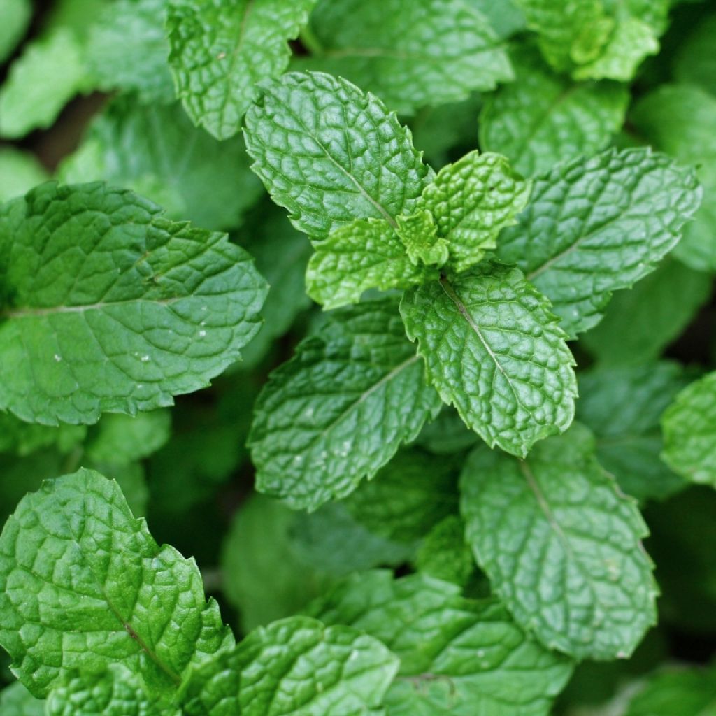 Menthe espagnole en plants BIO