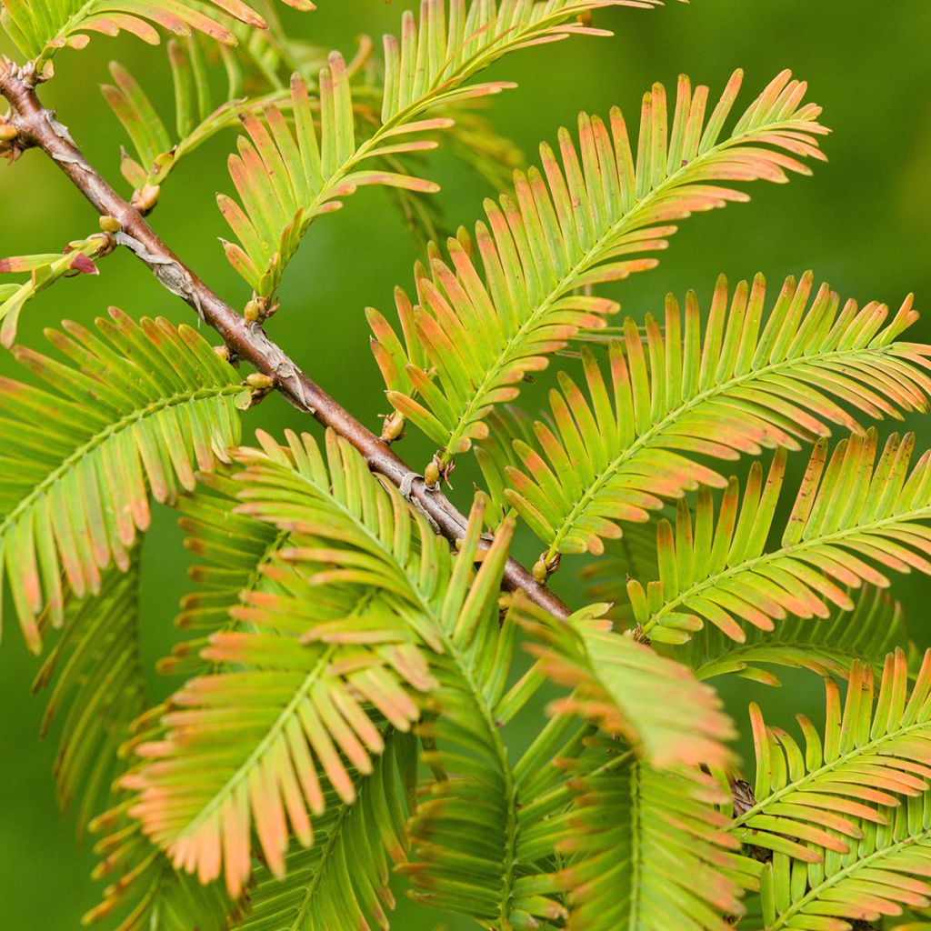 Graines de Metasequoia glyptostroboides