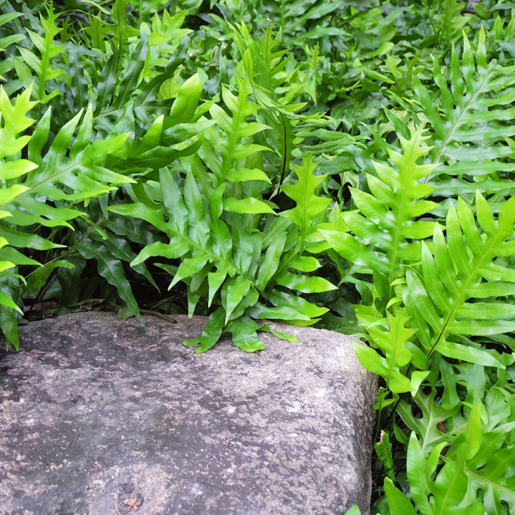 Microsorum diversifolium - Fougère patte de kangourou