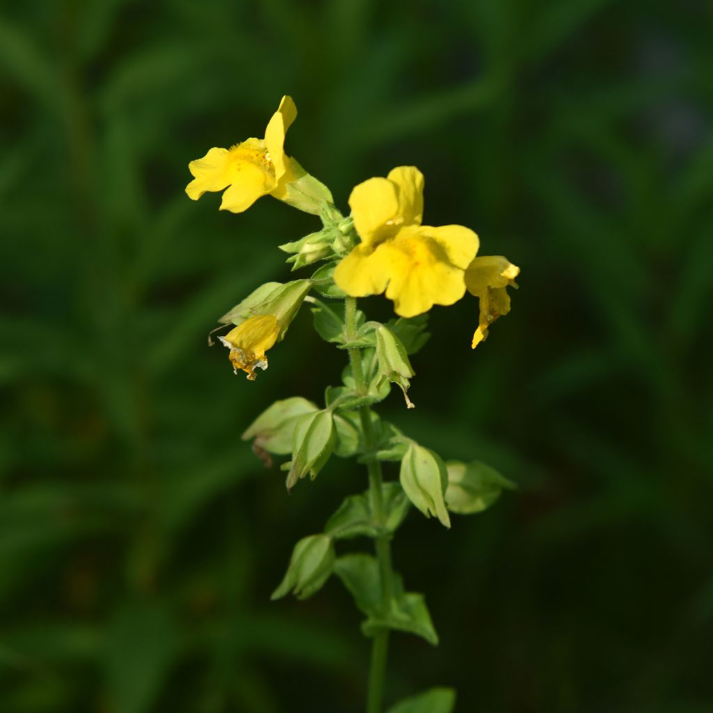 Mimulus luteus - Mimule jaune