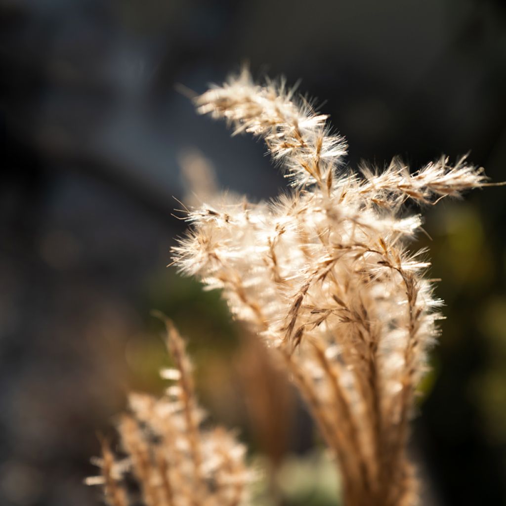 Miscanthus sinensis Red Chief - Roseau de Chine