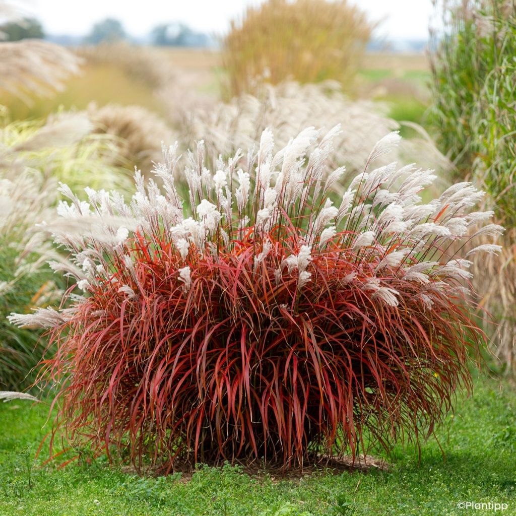 Miscanthus Lady in Red - Roseau de Chine