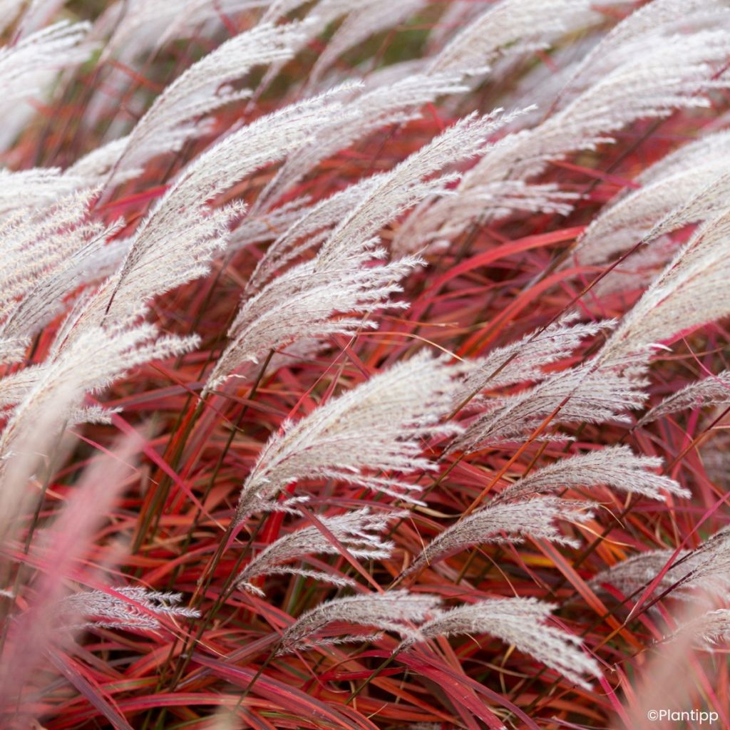 Miscanthus Lady in Red - Roseau de Chine