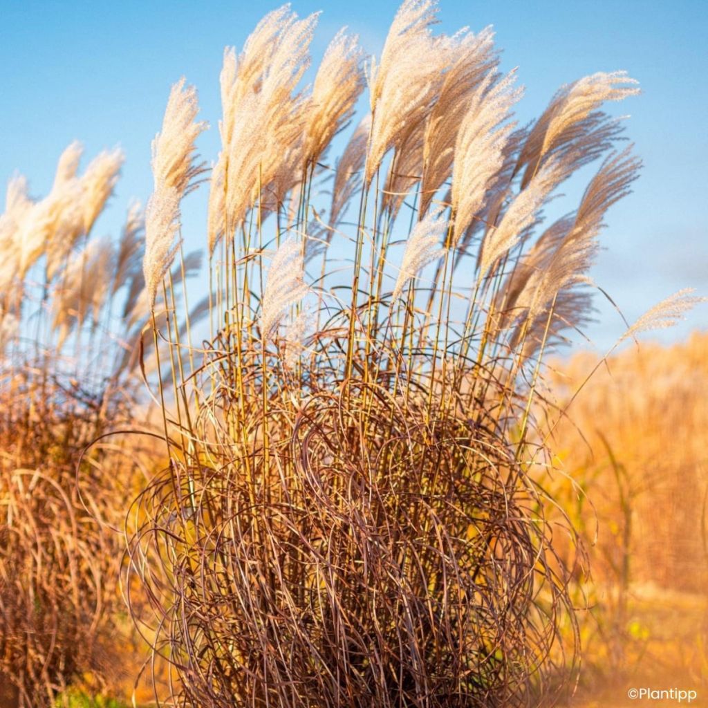 Miscanthus Lady in Red - Roseau de Chine
