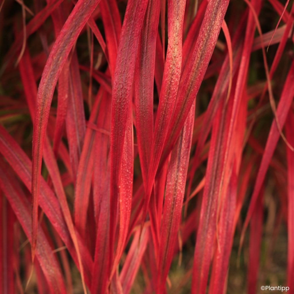 Miscanthus Lady in Red - Roseau de Chine
