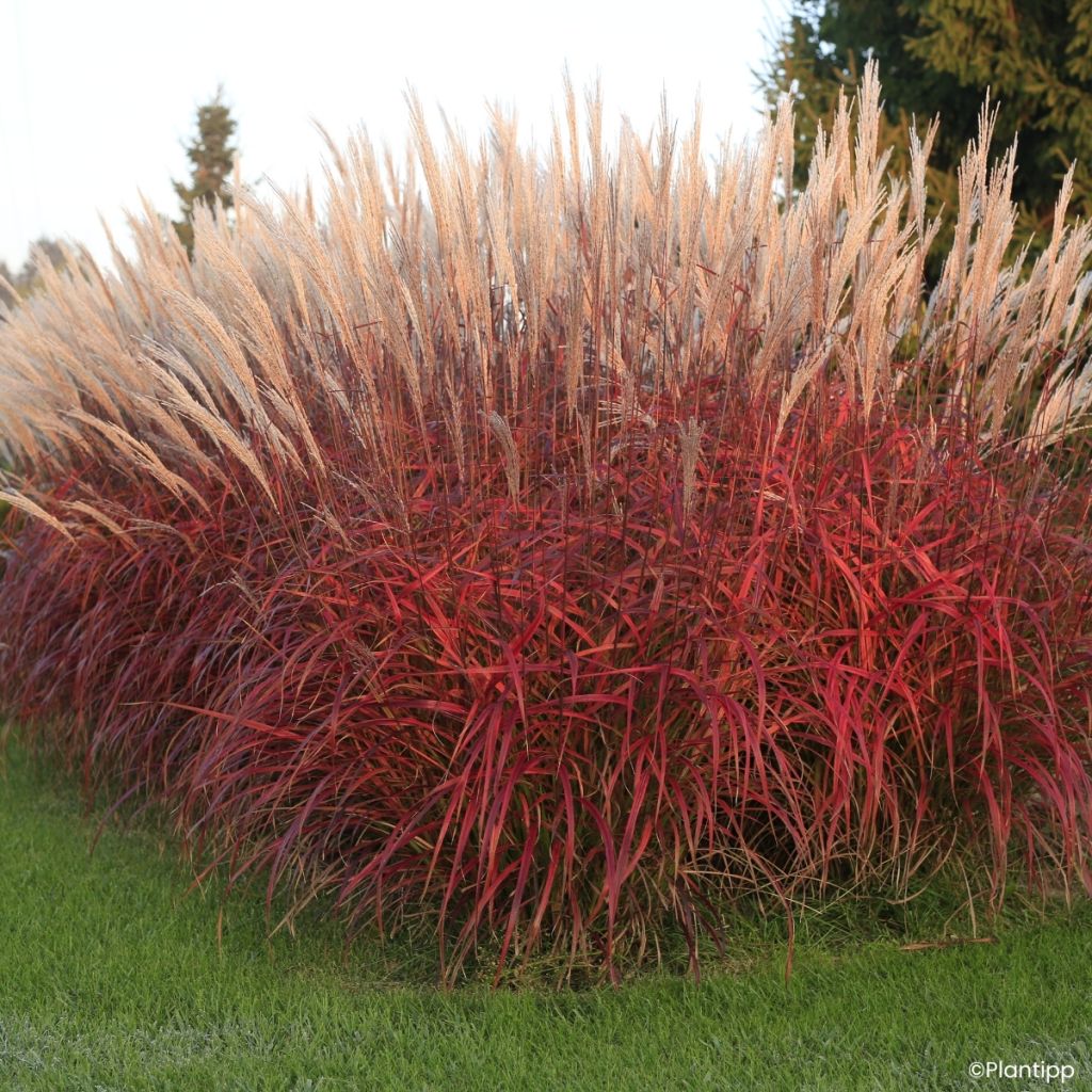 Miscanthus Lady in Red - Roseau de Chine