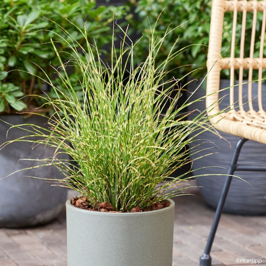 Miscanthus sinensis Little Tiger - Eulalie, Roseau de Chine