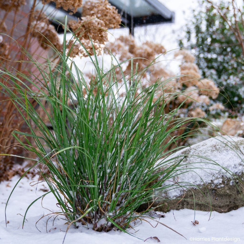 Miscanthus Miscanvert - Roseau de Chine