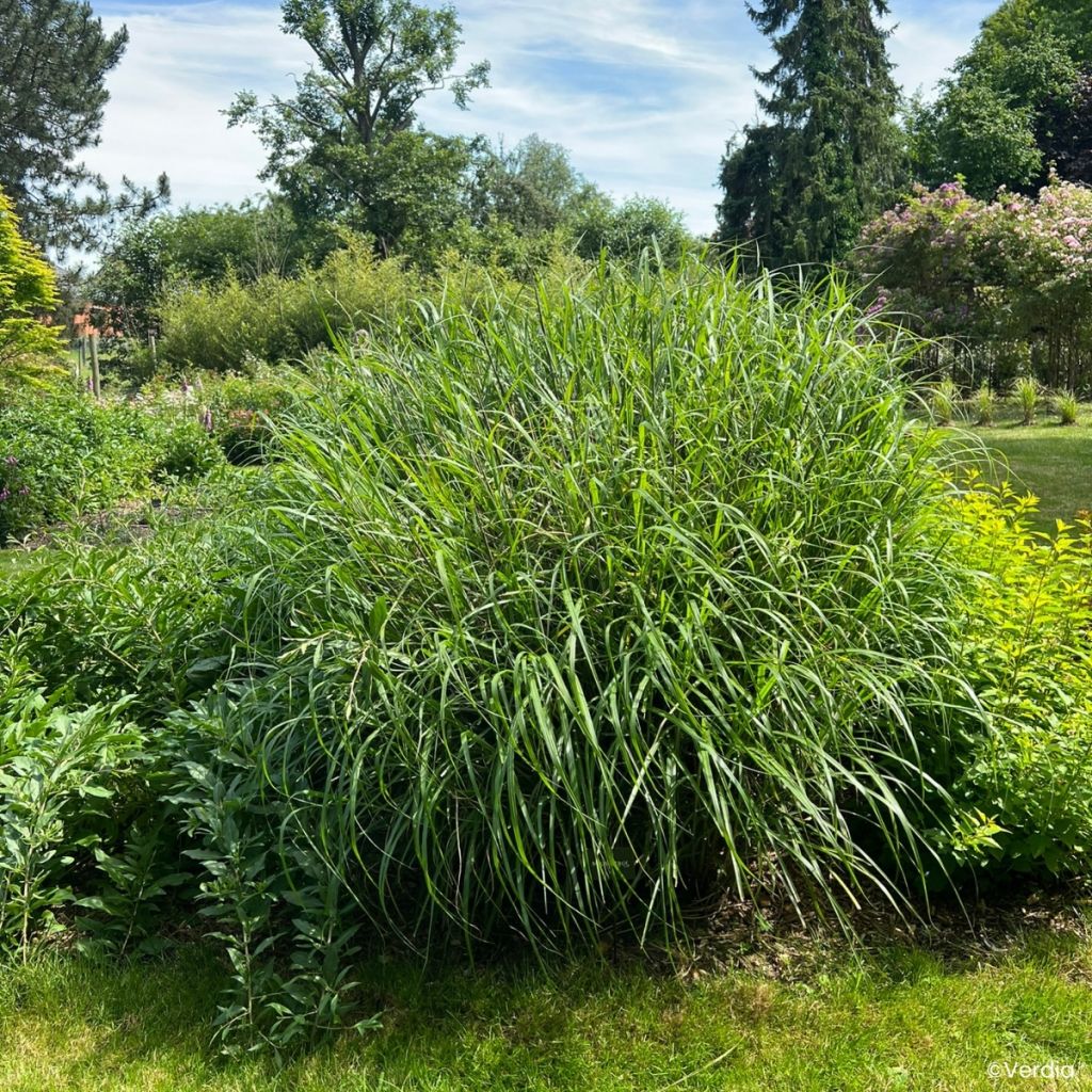Miscanthus Miscanvert - Roseau de Chine
